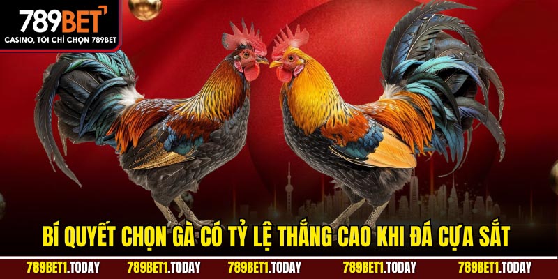 Bí quyết chọn gà có tỷ lệ thắng cao khi đá cựa sắt