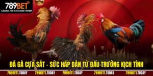Đá Gà Cựa Sắt – Sức Hấp Dẫn Từ Đấu Trường Kịch Tính