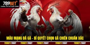 Màu Mạng Đá Gà – Bí Quyết Chọn Gà Chiến Chuẩn Xác